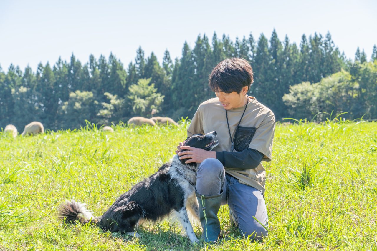 牧羊犬を使って羊を放牧する宮野洋平さん