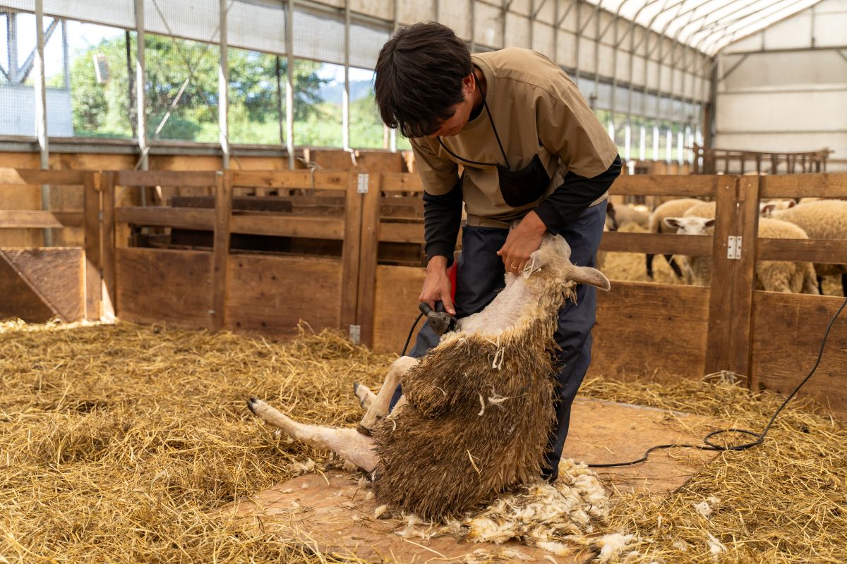 羊の毛を刈る宮野洋平さん