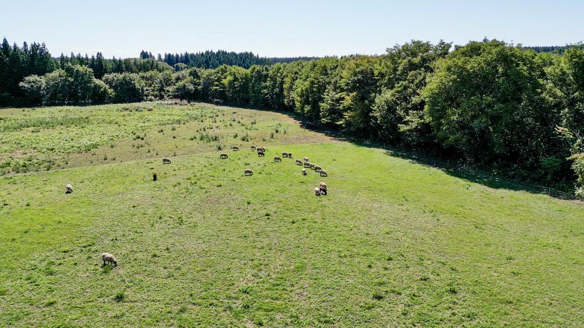 宮の羊牧場の広い放牧場